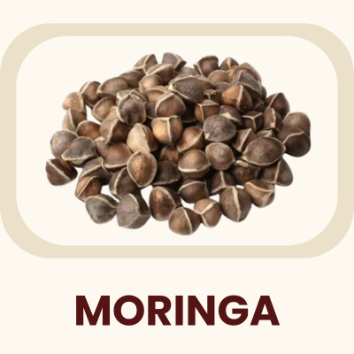 Often called the "Miracle Tree," this superfood is revered for its dense nutrient profile. Primary Benefit: Provides a rich natural source of vitamins to support daily energy.